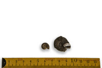 F 10059
<br/>
<br/>
<em></em>